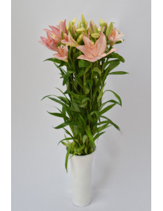 LILIUMS ROSAS 80CM X 10 TALLOS