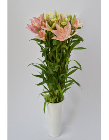 LILIUMS ROSAS 80CM X 10 TALLOS