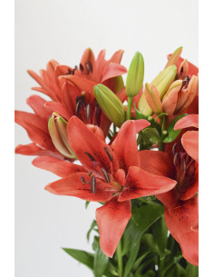 LILIUMS ROJOS 80CM X 10 TALLOS