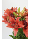 LILIUMS ROJOS 80CM X 10 TALLOS