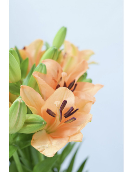 LILIUMS NARANJAS 80CM X 10 TALLOS