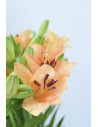 LILIUMS NARANJAS 80CM X 10 TALLOS