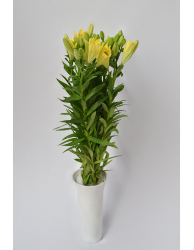 LILIUMS AMARILLOS 80CM X 10 TALLOS