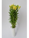 LILIUMS AMARILLOS 80CM X 10 TALLOS