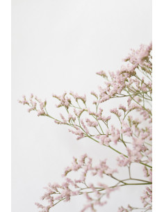 LIMONIUM ROSA X 5 TALLOS