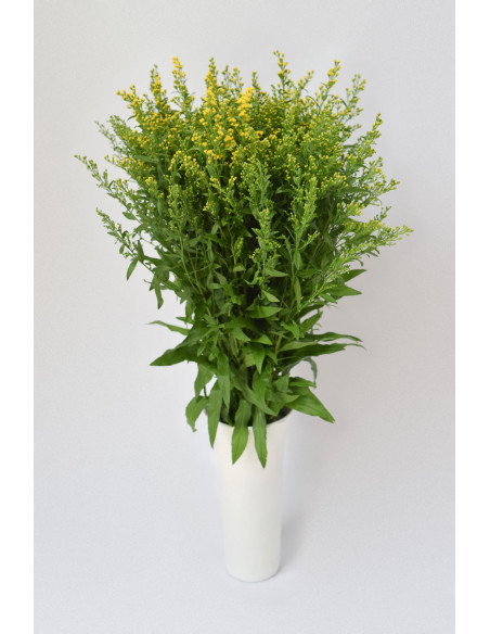 SOLIDAGO X 25 TALLOS