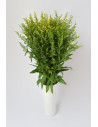 SOLIDAGO X 25 TALLOS