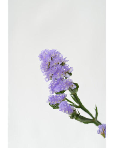 STATICES LAVANDA X 5 TALLOS