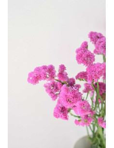 STATICES FUCSIA X 5 TALLOS