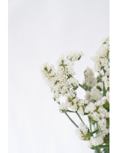 STATICES BLANCOS X 5 TALLOS