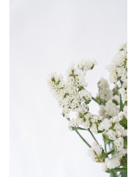 STATICES BLANCOS X 5 TALLOS