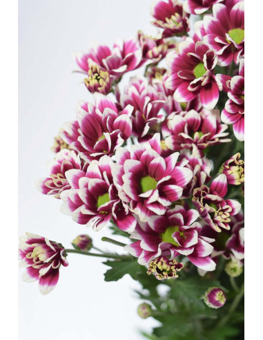 MARGARITAS BACARDI BICOLOR X 5 TALLOS