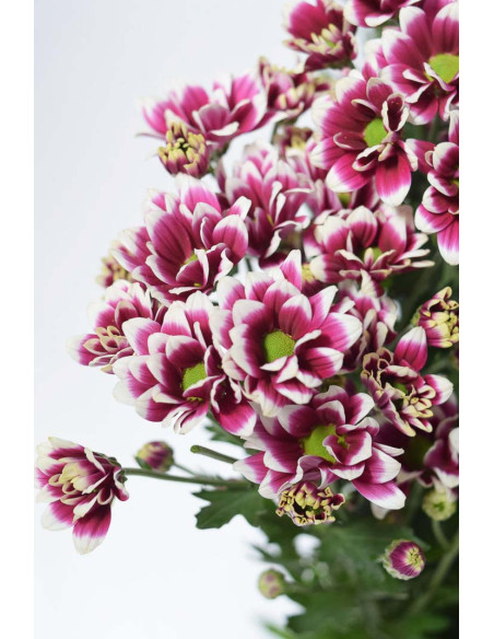 MARGARITAS BACARDI BICOLOR X 5 TALLOS