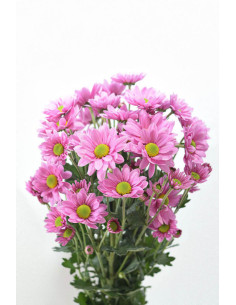 MARGARITAS BACARDI LILAS X 5 TALLOS