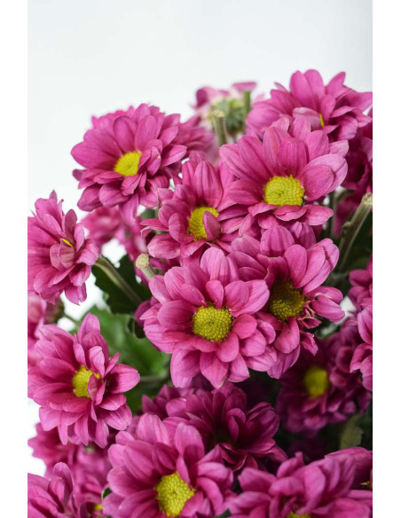 MARGARITAS BACARDI FUCSIAS X 5 TALLOS