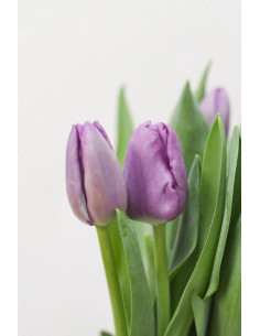 TULIPANES MORADOS  X 10 TALLOS