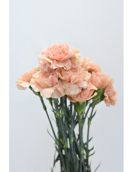 CLAVELES CARAMELO x 20 - 25 TALLOS