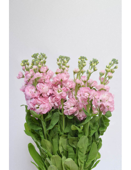 MATTHIOLAS ROSAS X 10 TALLOS (ALHELÍ)