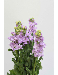 MATTHIOLAS LAVANDA X 10 TALLOS (ALHELÍ)