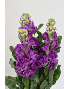 MATTHIOLAS MORADAS X 10 TALLOS (ALHELÍ)