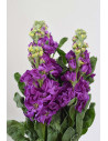 MATTHIOLAS MORADAS X 10 TALLOS (ALHELÍ)