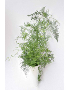 ESPARRAGUERA PLUMOSA PQ.