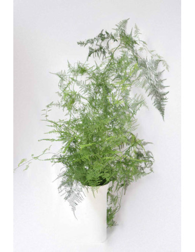 ESPARRAGUERA PLUMOSA PQ.