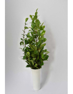 HOJAS DE CAMELIA PQ.