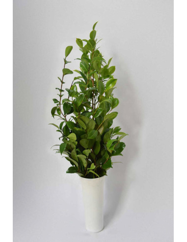 HOJAS DE CAMELIA PQ.