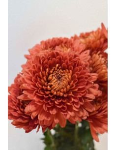 CRISANTEMOS MONOFLOR TERRACOTA X 10 TALLOS