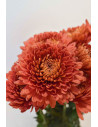CRISANTEMOS MONOFLOR TERRACOTA X 10 TALLOS