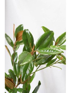 MAGNOLIO PQ.