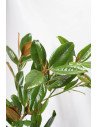 MAGNOLIO PQ.