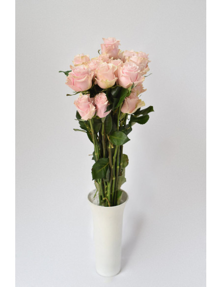 ROSA ROSA 60CM X 25 TALLOS