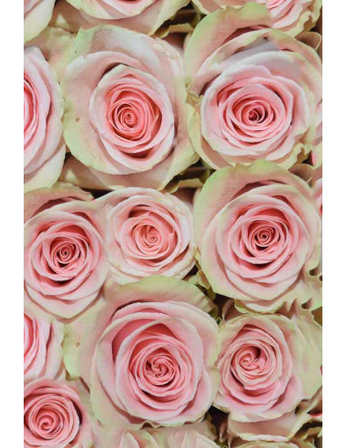 ROSA ROSA 60CM X 25 TALLOS