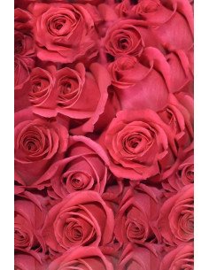 ROSA FUCSIA 60CM X 25 TALLOS