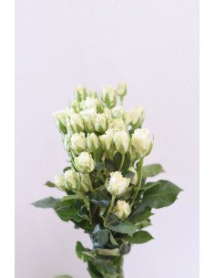 ROSAS SPRAY BLANCAS X 10 TALLOS