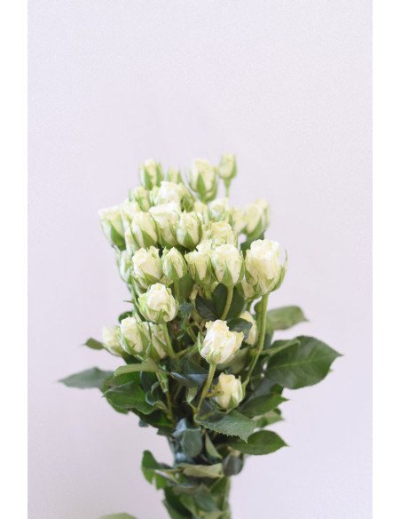 ROSAS SPRAY BLANCAS X 10 TALLOS