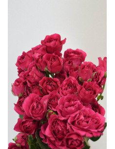 ROSAS SPRAY FUCSIA X 10 TALLOS