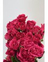 ROSAS SPRAY FUCSIA X 10 TALLOS