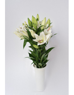 LILIUMS ORIENTAL BLANCOS 80CM X 10 TALLOS
