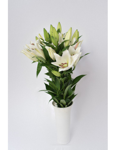 LILIUMS ORIENTAL BLANCOS 80CM X 10 TALLOS