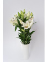 LILIUMS ORIENTAL BLANCOS 80CM X 10 TALLOS