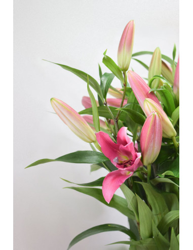 LILIUMS ORIENTAL FUCSIA 80CM X 10 TALLOS