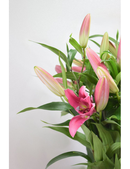 LILIUMS ORIENTAL FUCSIA 80CM X 10 TALLOS