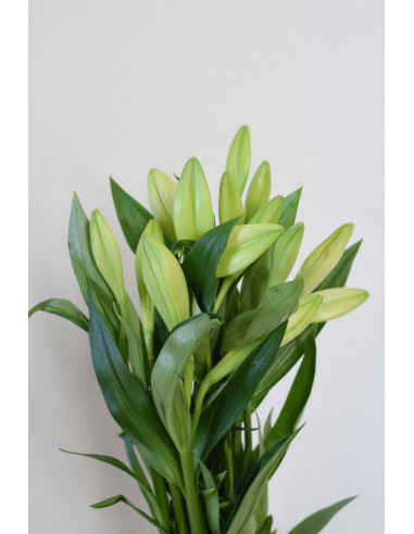 LONGIFLORUM X 10 TALLOS