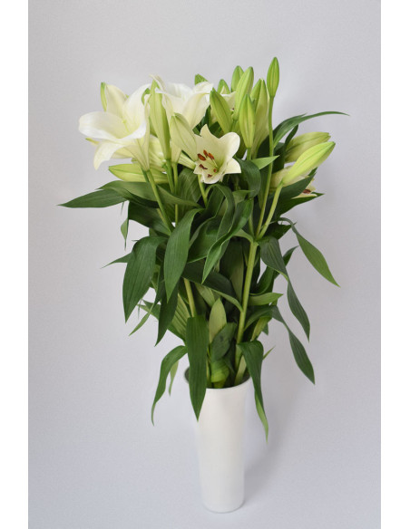 LONGIFLORUM X 10 TALLOS