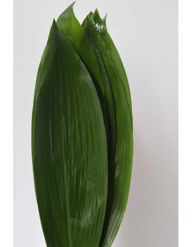 ASPIDISTRA PQ.