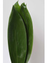 ASPIDISTRA PQ.
