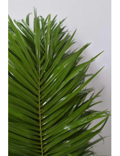 ROEBELENII 60 - 80CM PQ.